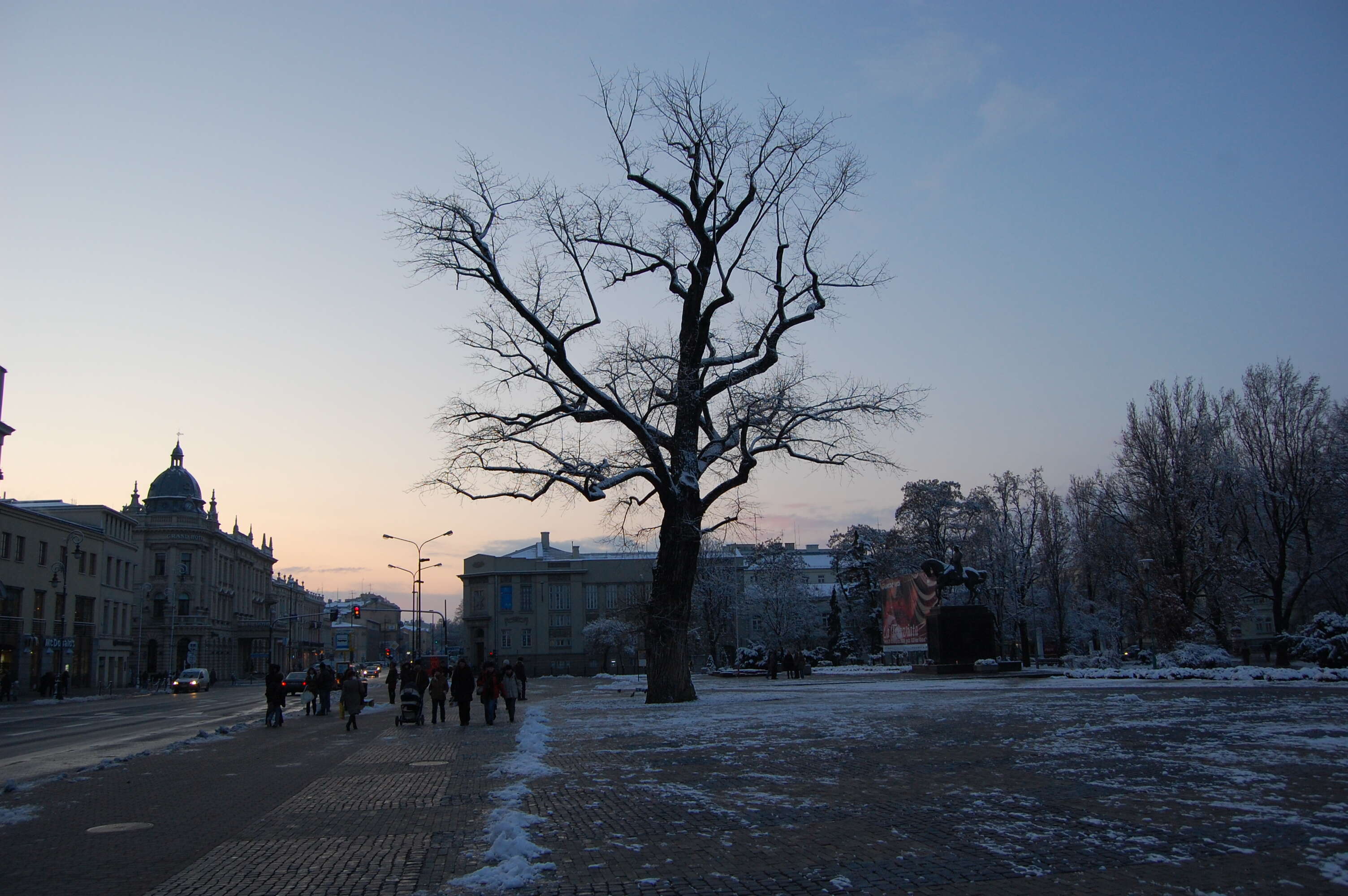 Image of Black Poplar