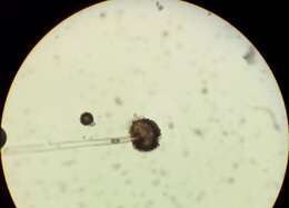 Image of Aspergillus foetidus Thom & Raper 1945