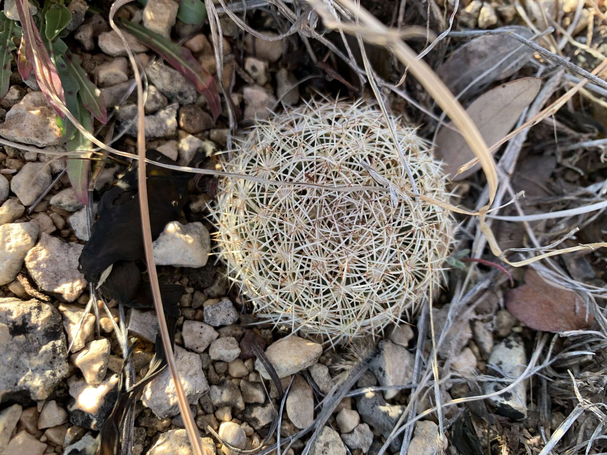 Image of rhinoceros cactus