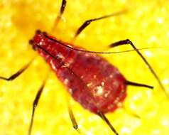 Image of Red Goldenrod Aphid