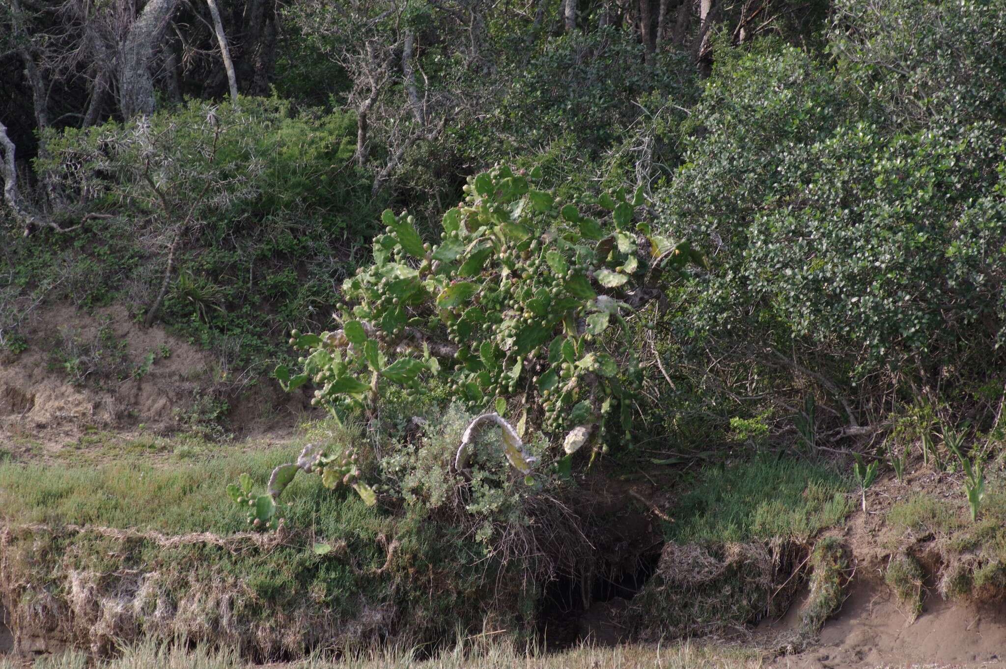 Image of Common Pricklypear