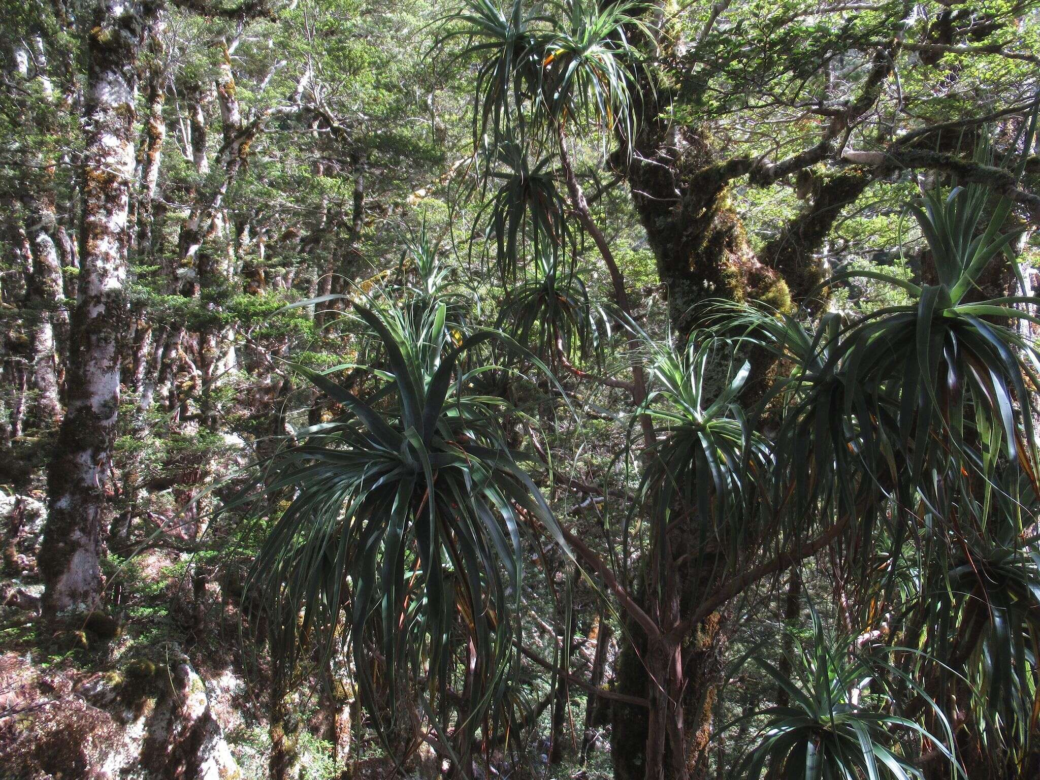 Image of mountain neinei