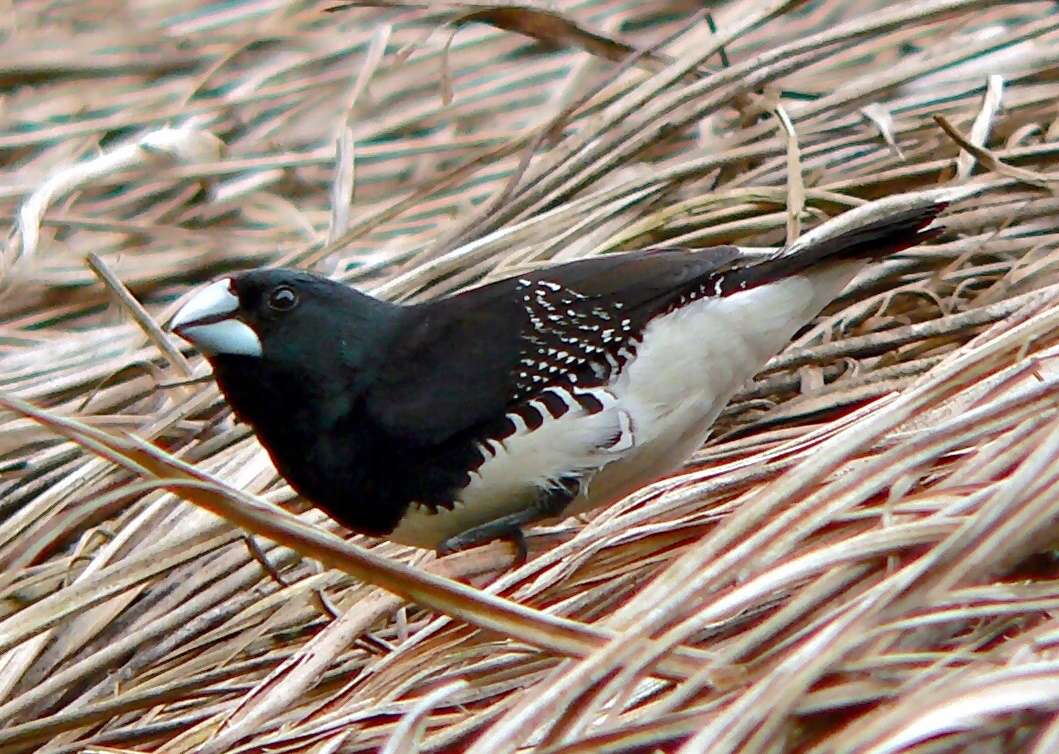 Image of Lonchura bicolor