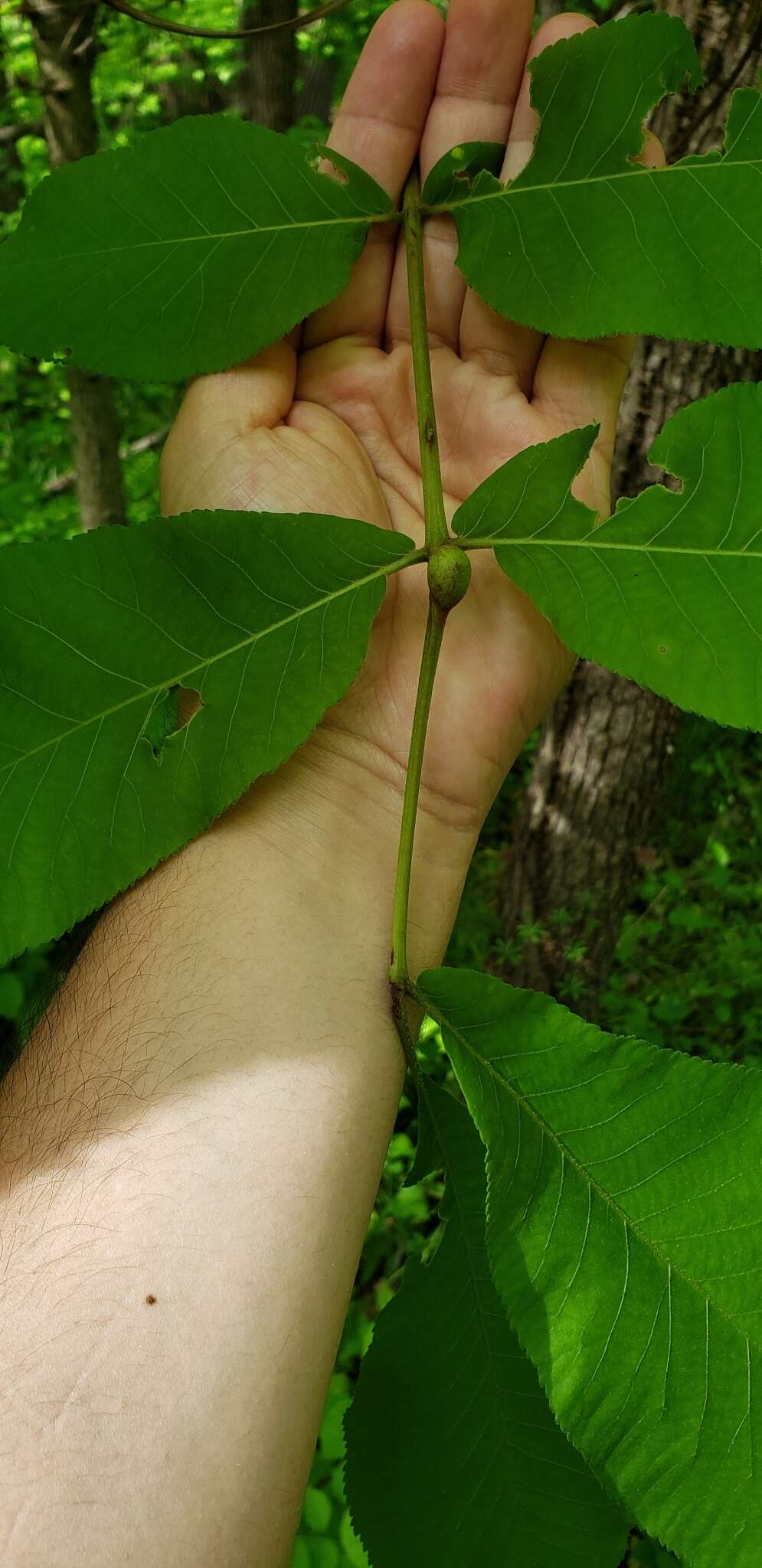 Image of Phylloxera subelliptica (Shimer 1869)