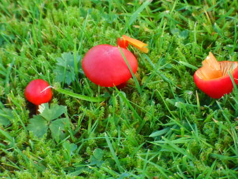 Слика од Hygrocybe nigrescens (Quél.) Kühner 1926