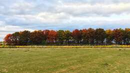 Image of Northern Red Oak