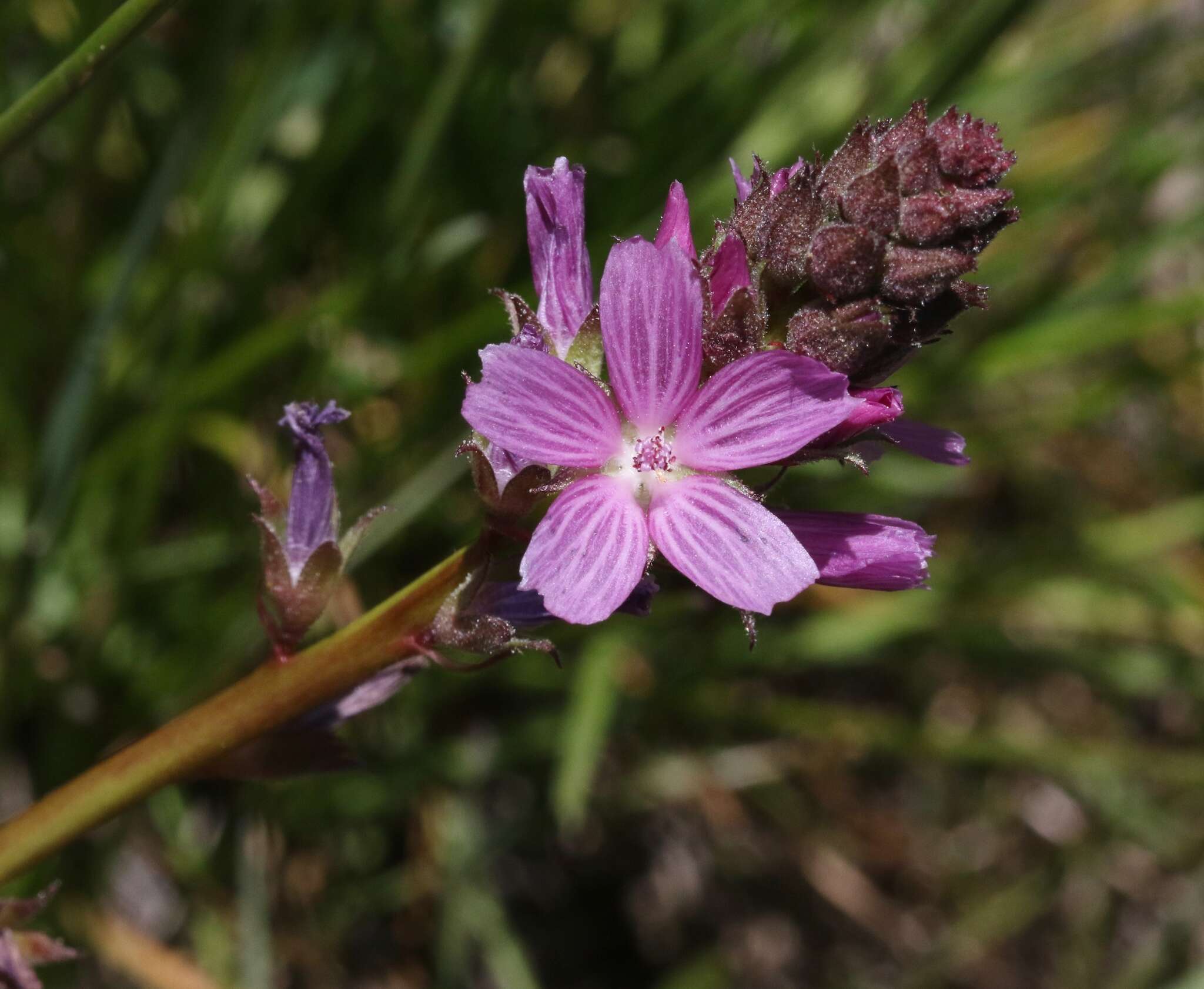 Image of birdfoot checkerbloom