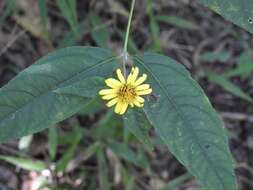 Plancia ëd Lundellianthus breedlovei (B. L. Turner) J. L. Strother