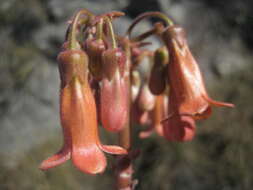 Image of Kalanchoe pubescens Baker