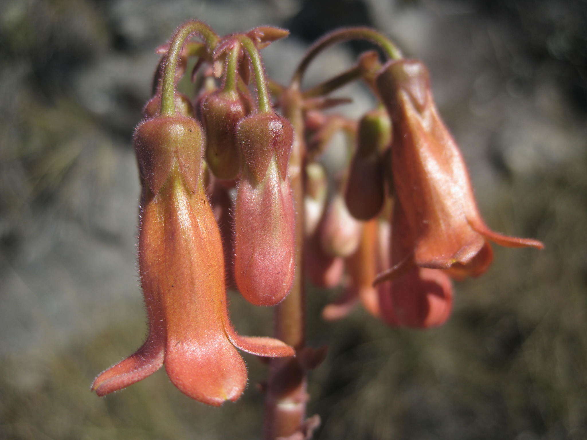 Image of Kalanchoe pubescens Baker