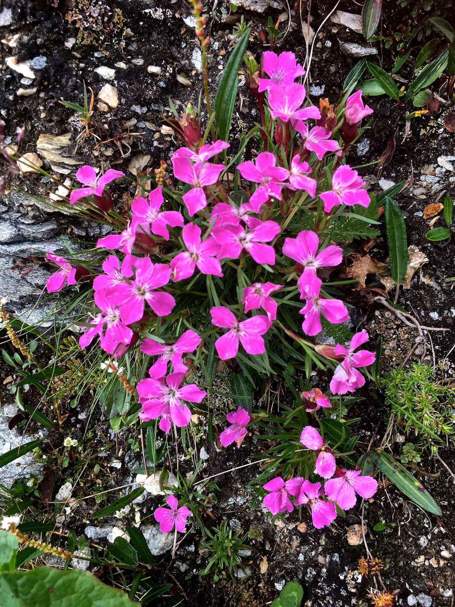 Image of Glacier Pink