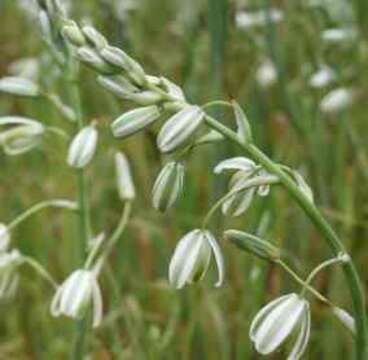 Image of Albuca canadensis (L.) F. M. Leight.