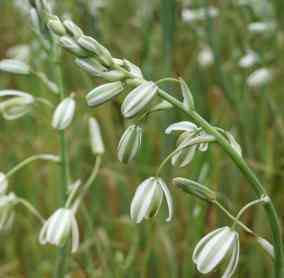 Image de Albuca canadensis (L.) F. M. Leight.