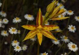 Image of Cinnamon sun orchid