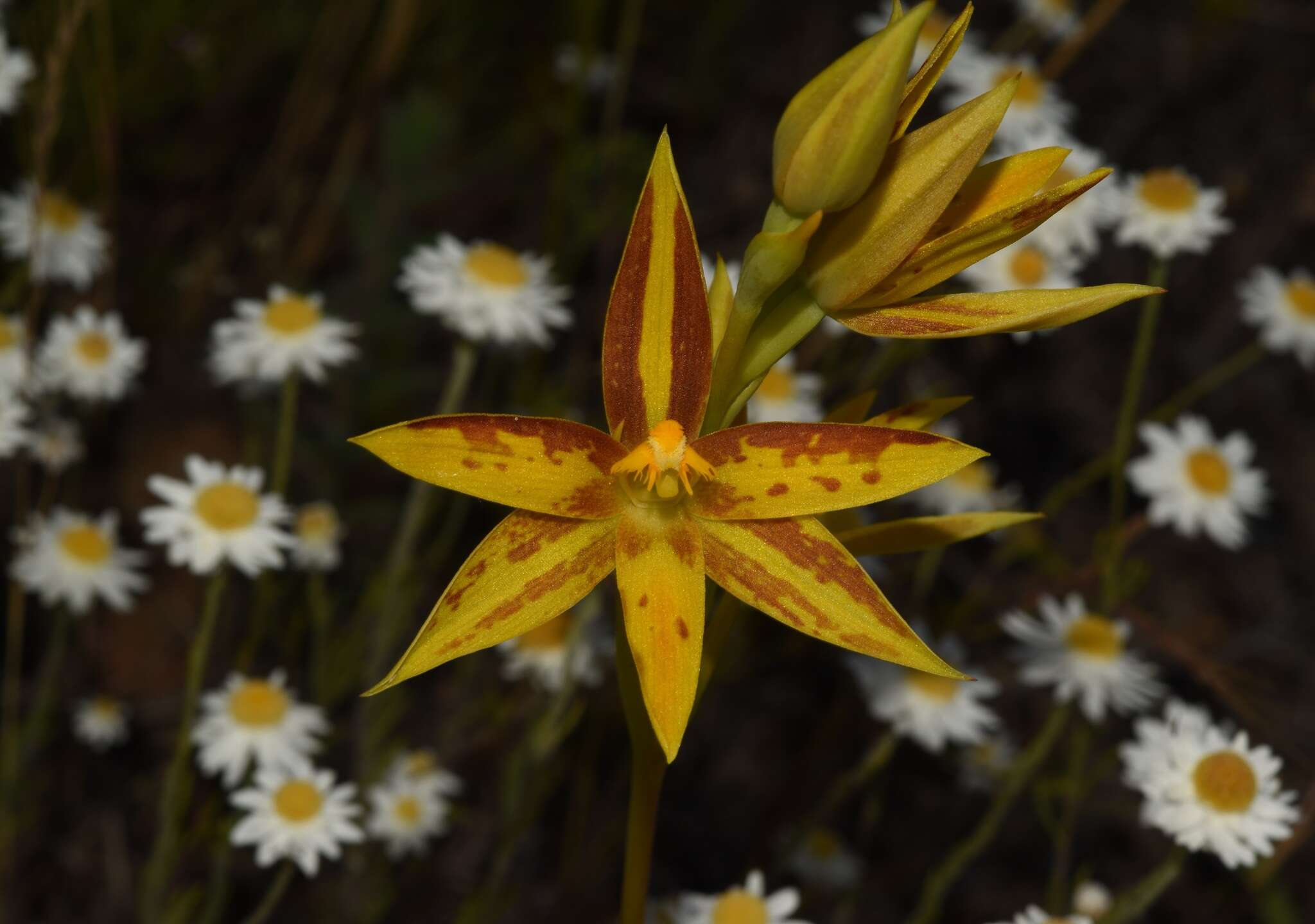 Image de Thelymitra dedmaniarum R. S. Rogers