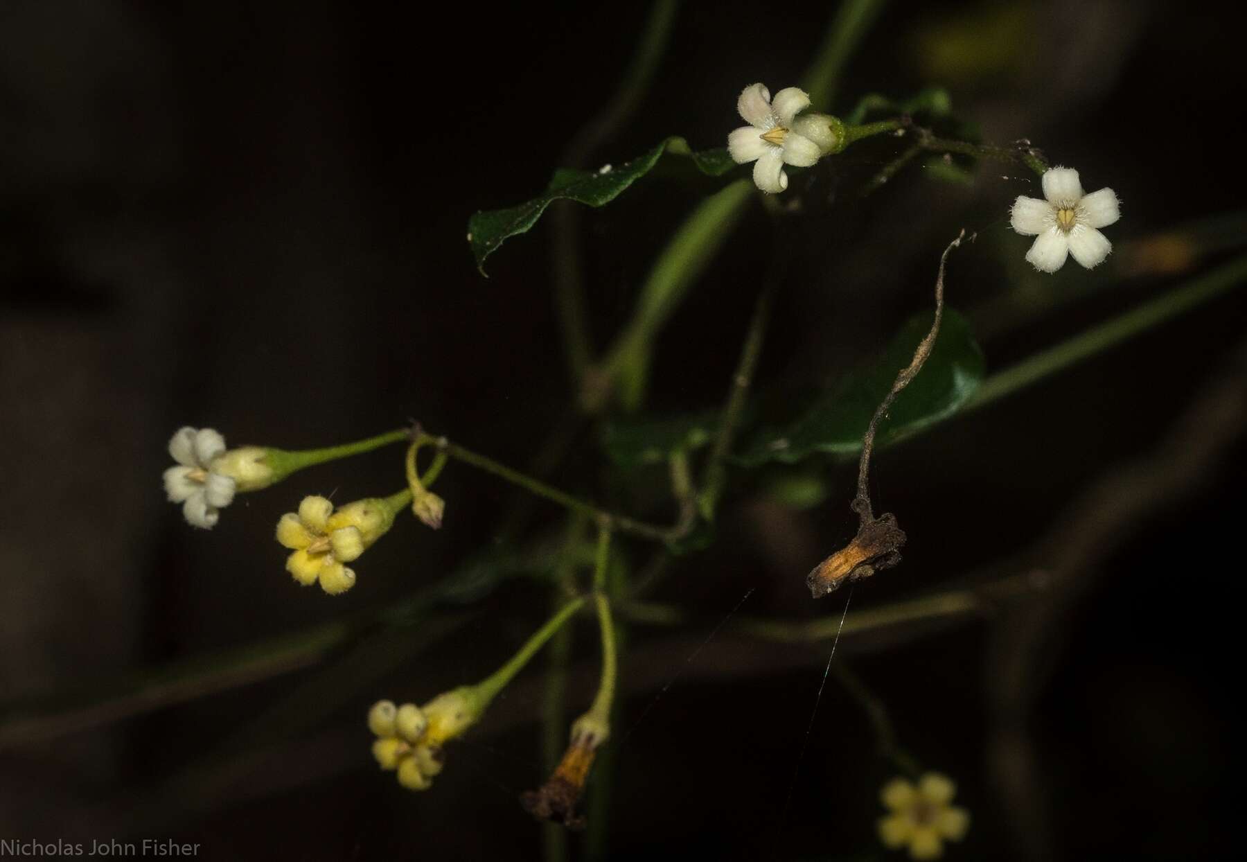 Image of Parsonsia lilacina (F. Müll.) Markgr.