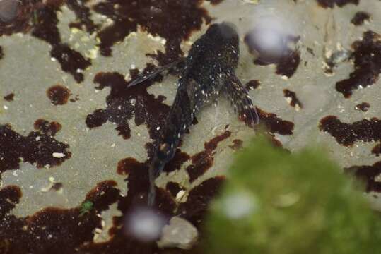 Image of Tidepool sculpin