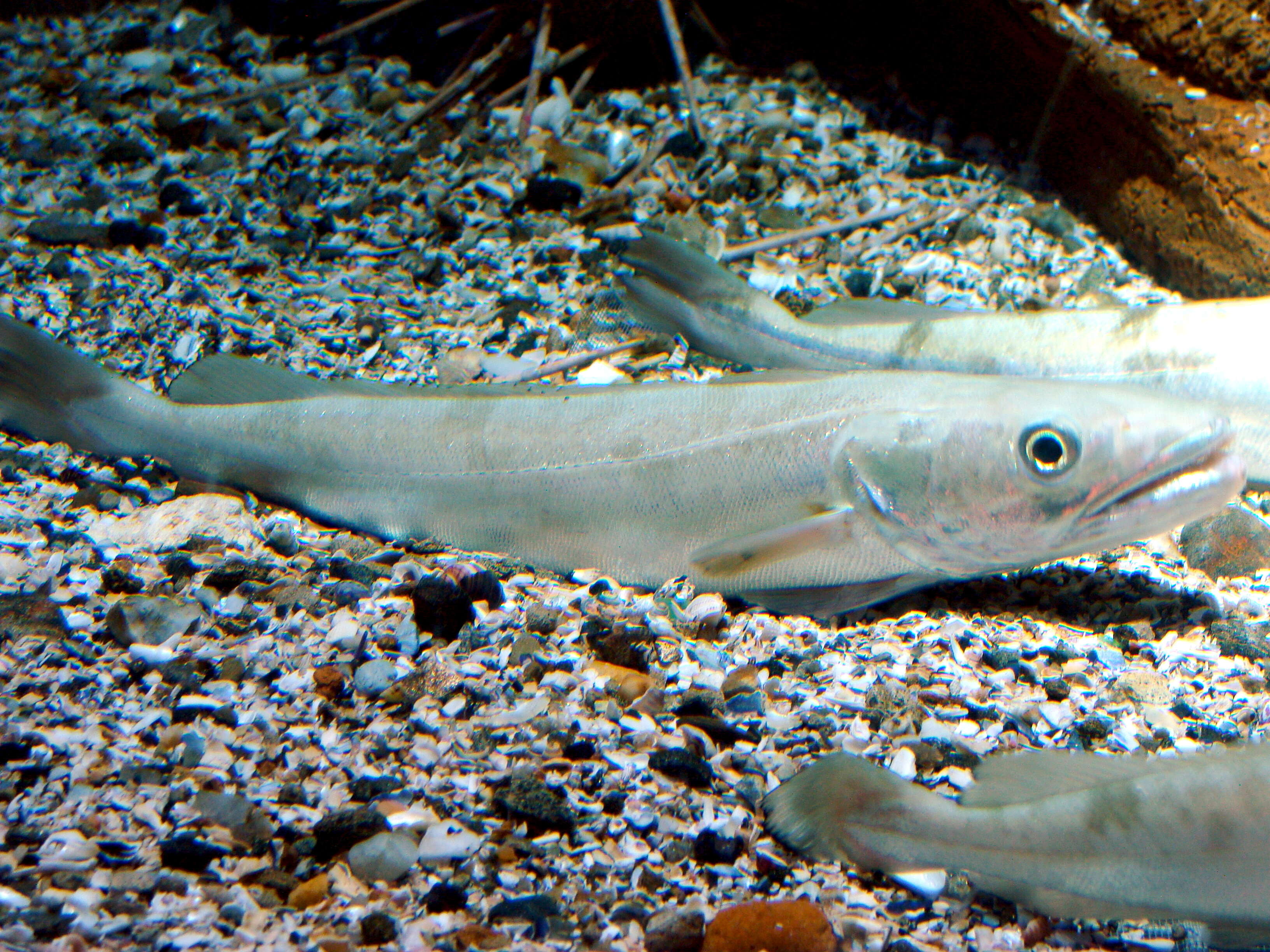 Image of Cornish Salmon