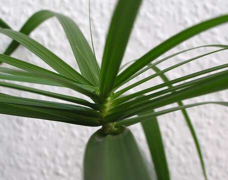 Sivun Cyperus alternifolius L. kuva