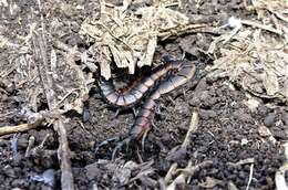 Image of Scolopendra laeta Haase 1887