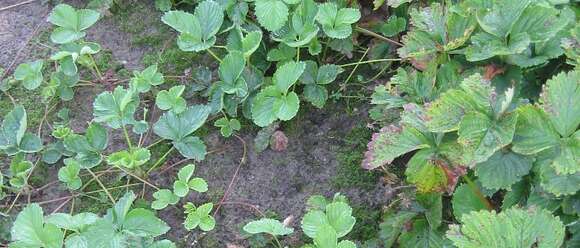 Image of Garden strawberry