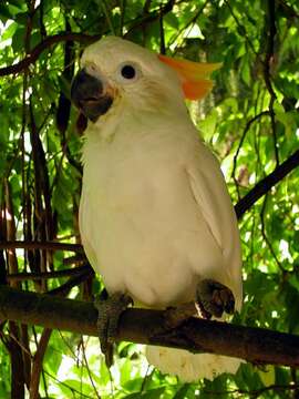 Cacatua sulphurea (Gmelin & JF 1788) resmi