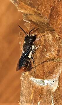 Megachile chrysorrhoea Gerstäcker 1858 resmi