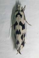 Image of Moth