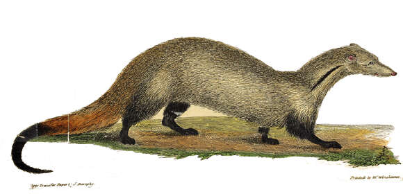 Image of Stripe-necked Mongoose