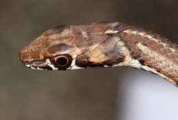 Слика од Psammophis notostictus Peters 1867