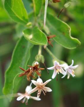 Image de Ehretia obtusifolia Hochst. ex DC.