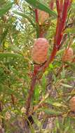 Image of Leucadendron coniferum (Thunb.) Meissn.