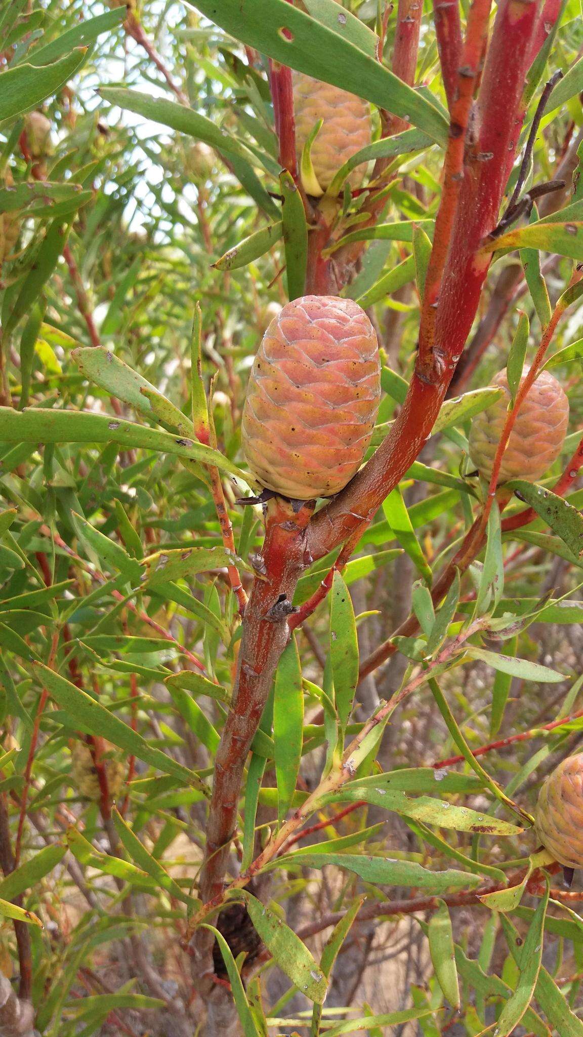 Image of Leucadendron coniferum (Thunb.) Meissn.