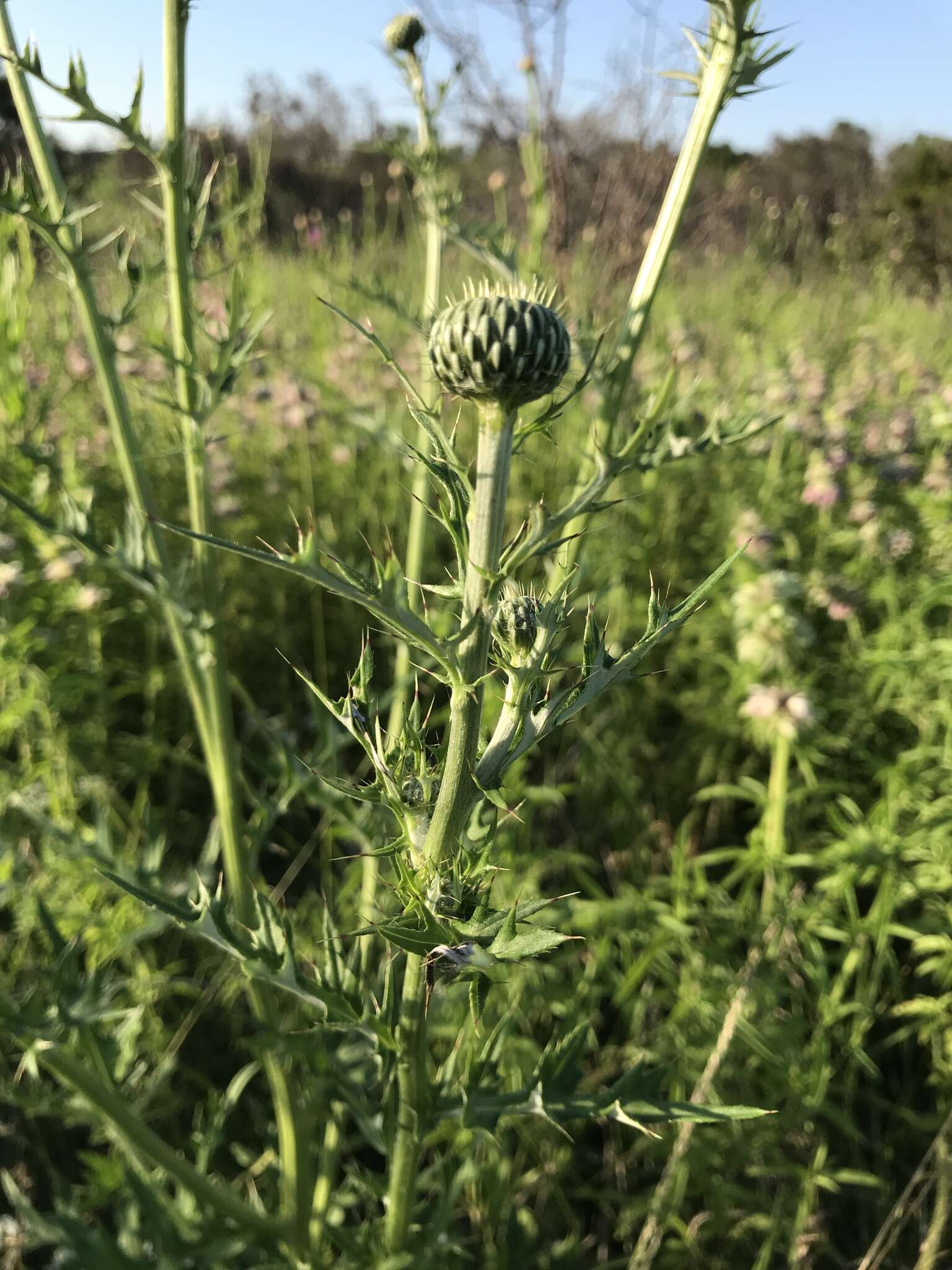 Cirsium engelmannii Rydb.的圖片