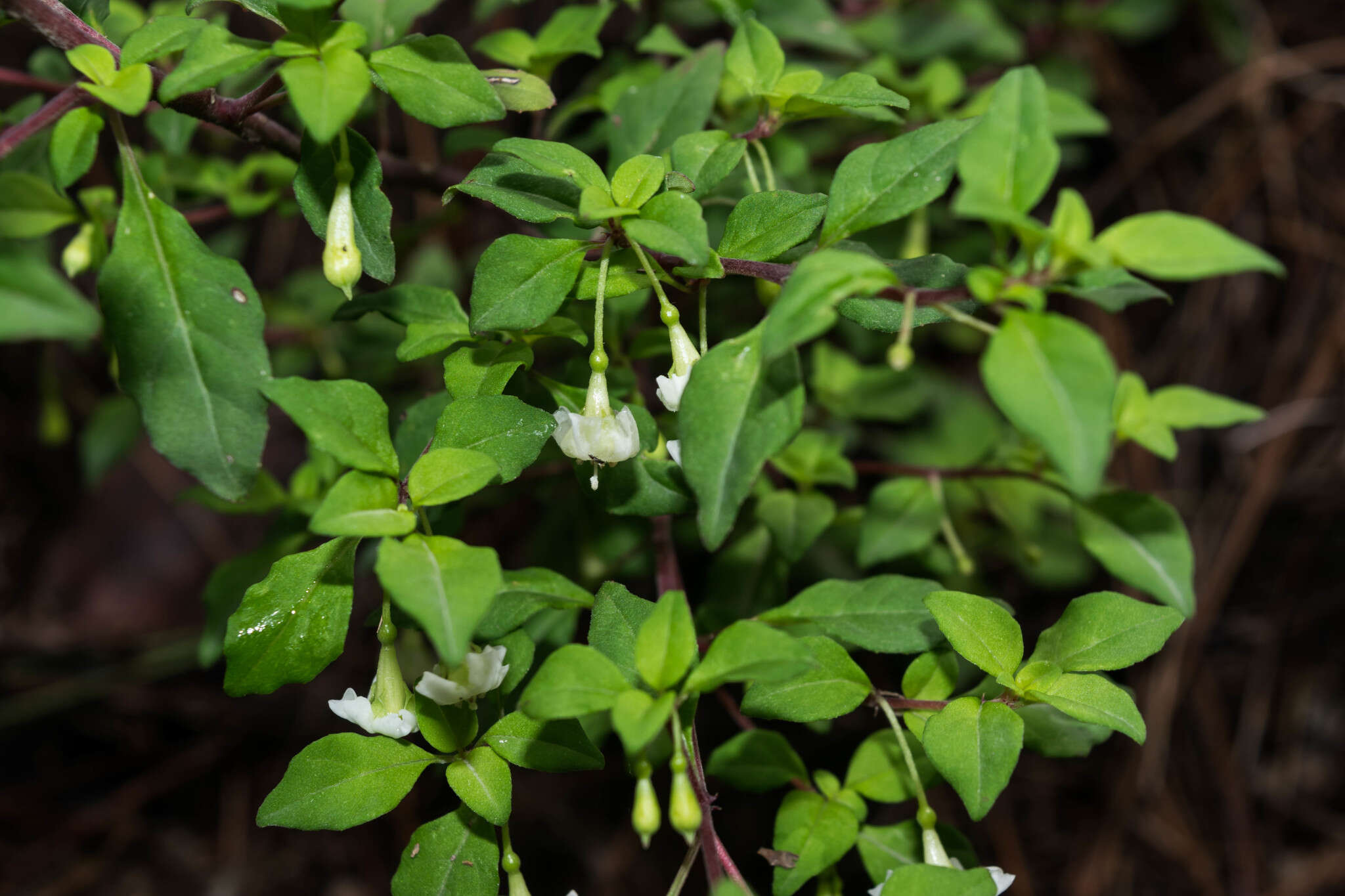 Image of Fuchsia thymifolia subsp. thymifolia