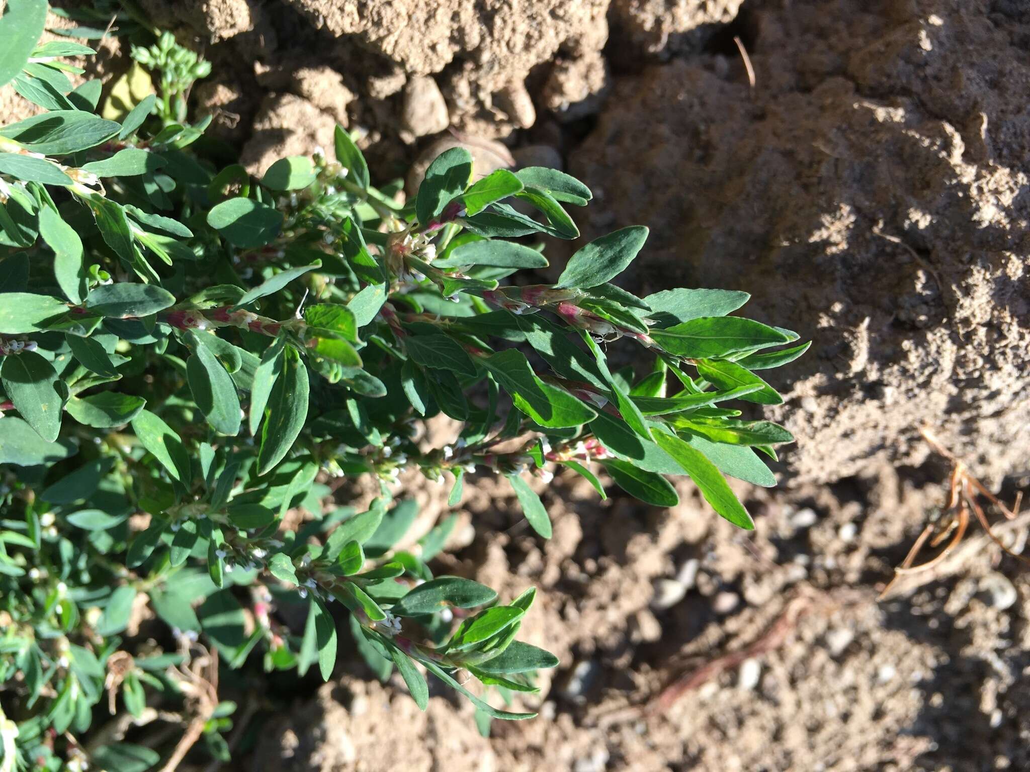 Polygonum arenastrum Boreau resmi