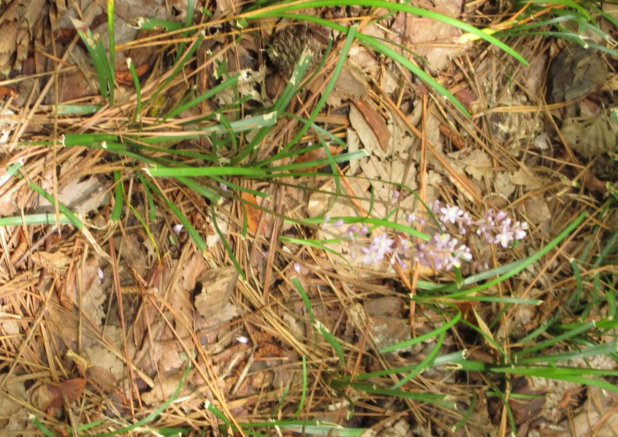 Image of creeping liriope