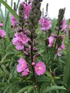 Image of Henderson's Checkerbloom