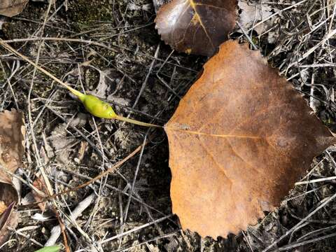 Image of Aphid