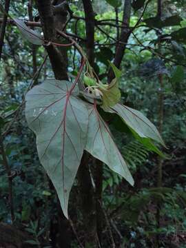 Image of Begonia humbertii Keraudren