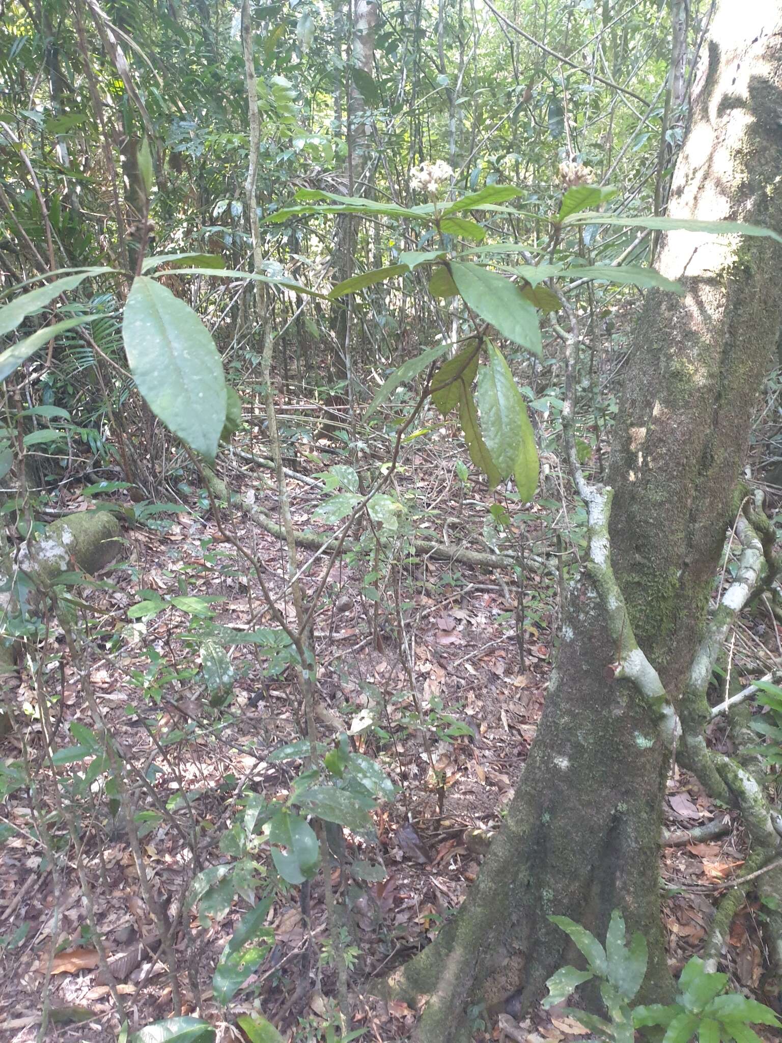 Pittosporum rubiginosum subsp. wingii (F. Müll.) R. C. Cooper resmi