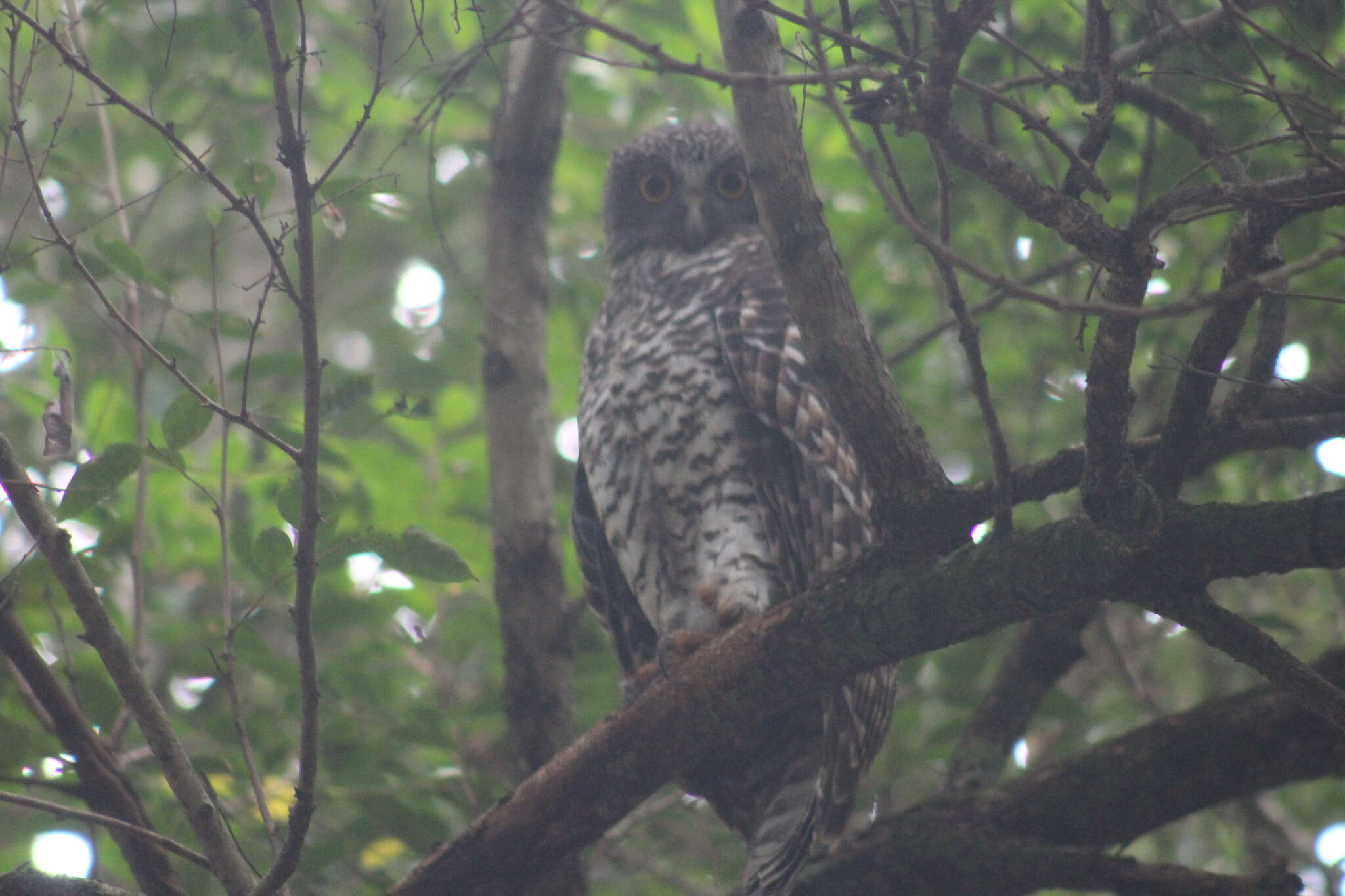 صورة Ninox strenua (Gould 1838)