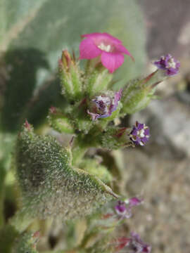 Image of broadleaf gilia