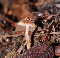 Image of Inocybe fibrillosibrunnea O. K. Mill. & R. N. Hilton 1987