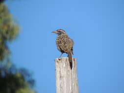 Image of Long-tailed Meadowlark