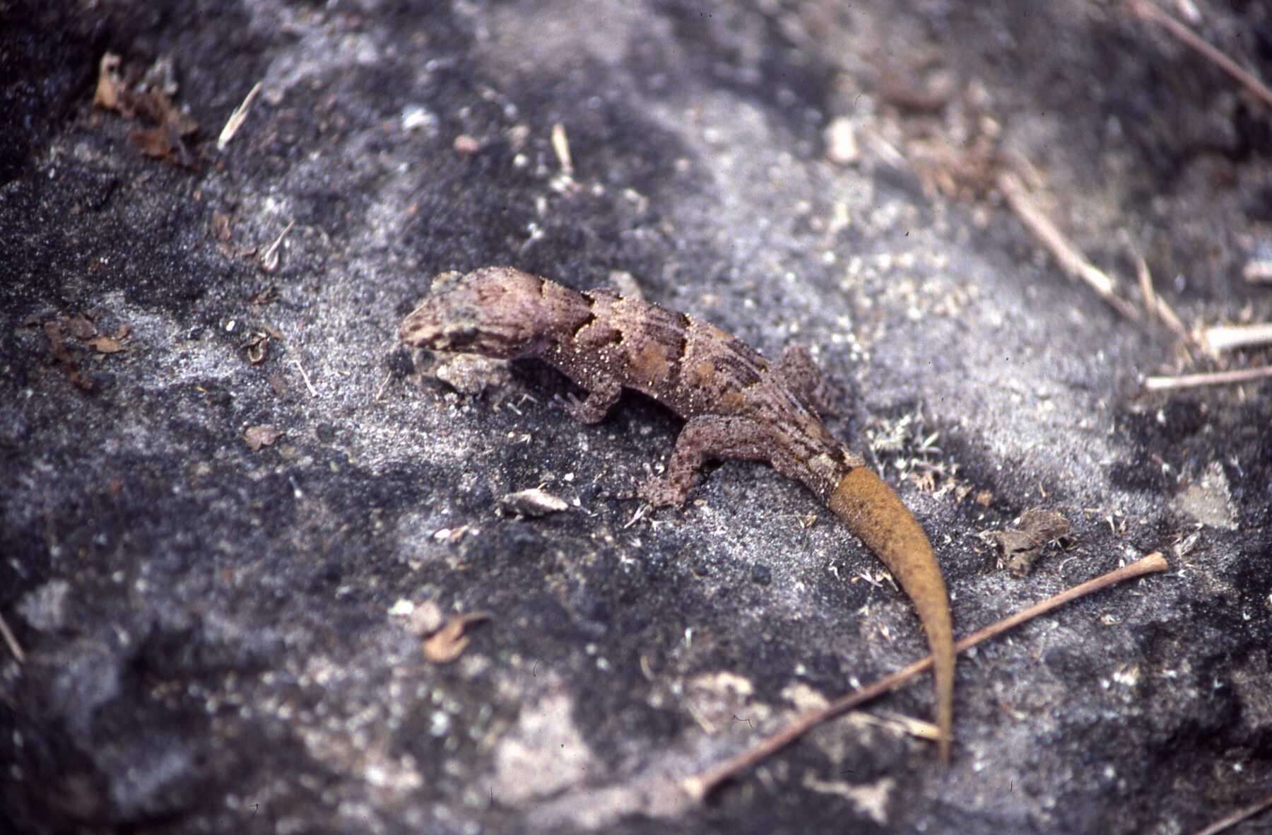 Image of Serpent Island Gecko