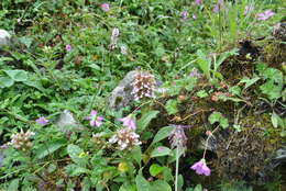 Imagem de Pedicularis stenocorys Franch.