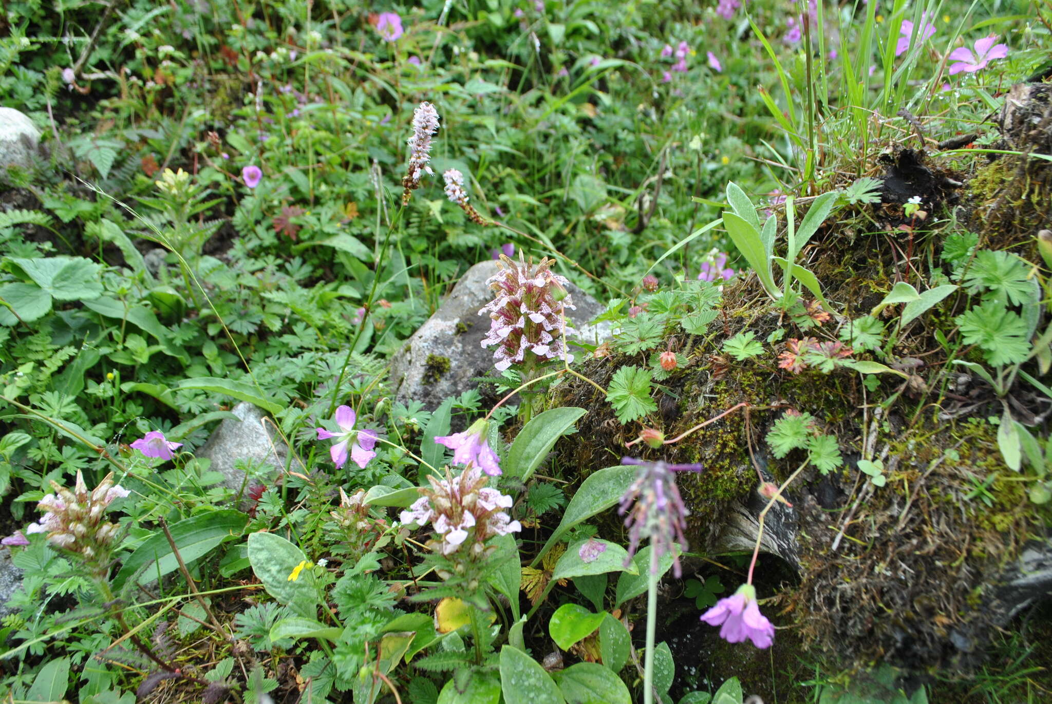 Imagem de Pedicularis stenocorys Franch.