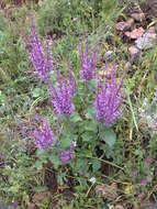 Image of Salvia judaica Boiss.