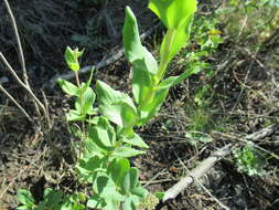 Image of Hylotelephium pallescens (Freyn) H. Ohba